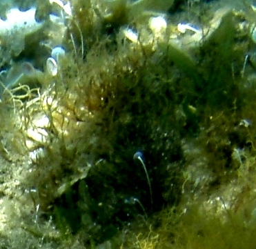 Dictyota linearis